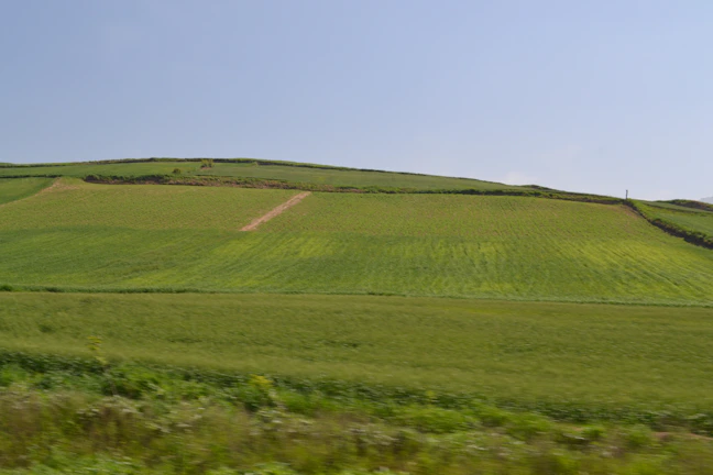 A vibrant patchwork of green fields stretching under a clear blue sky.