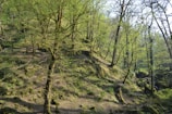 A lush forest scene with numerous trees covered in fresh green leaves. The sunlight filters through the branches, creating dappled patterns on the uneven forest floor, which is covered in moss and small plants. The environment conveys a sense of tranquility and natural beauty.