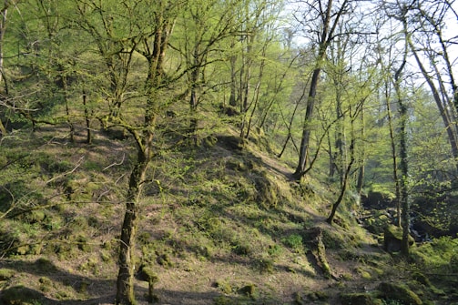 A lush forest scene with numerous trees covered in fresh green leaves. The sunlight filters through the branches, creating dappled patterns on the uneven forest floor, which is covered in moss and small plants. The environment conveys a sense of tranquility and natural beauty.