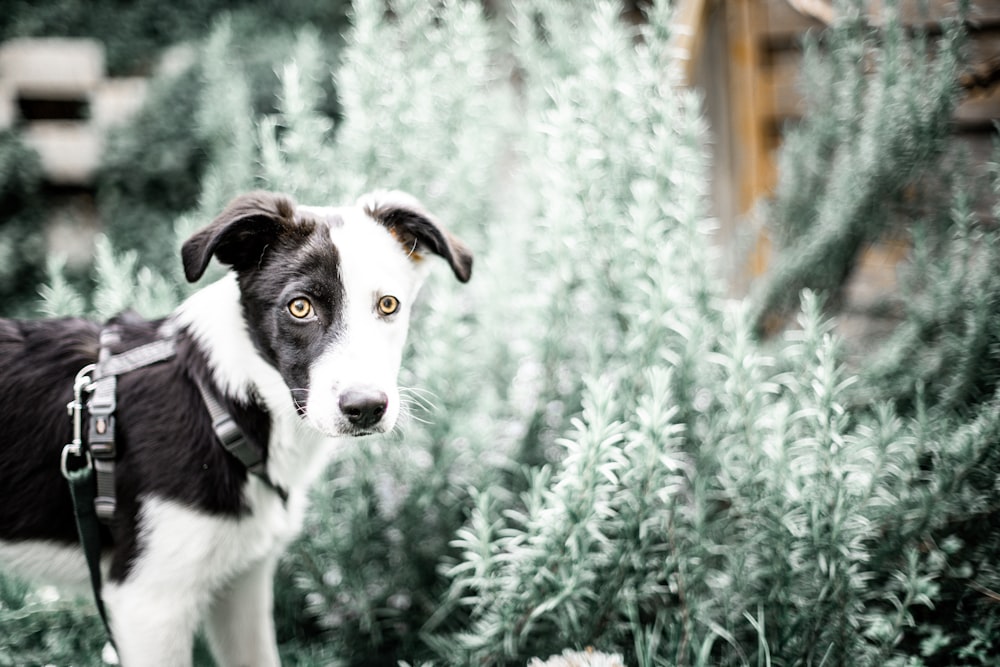 black and white border collie on green grass field during daytime