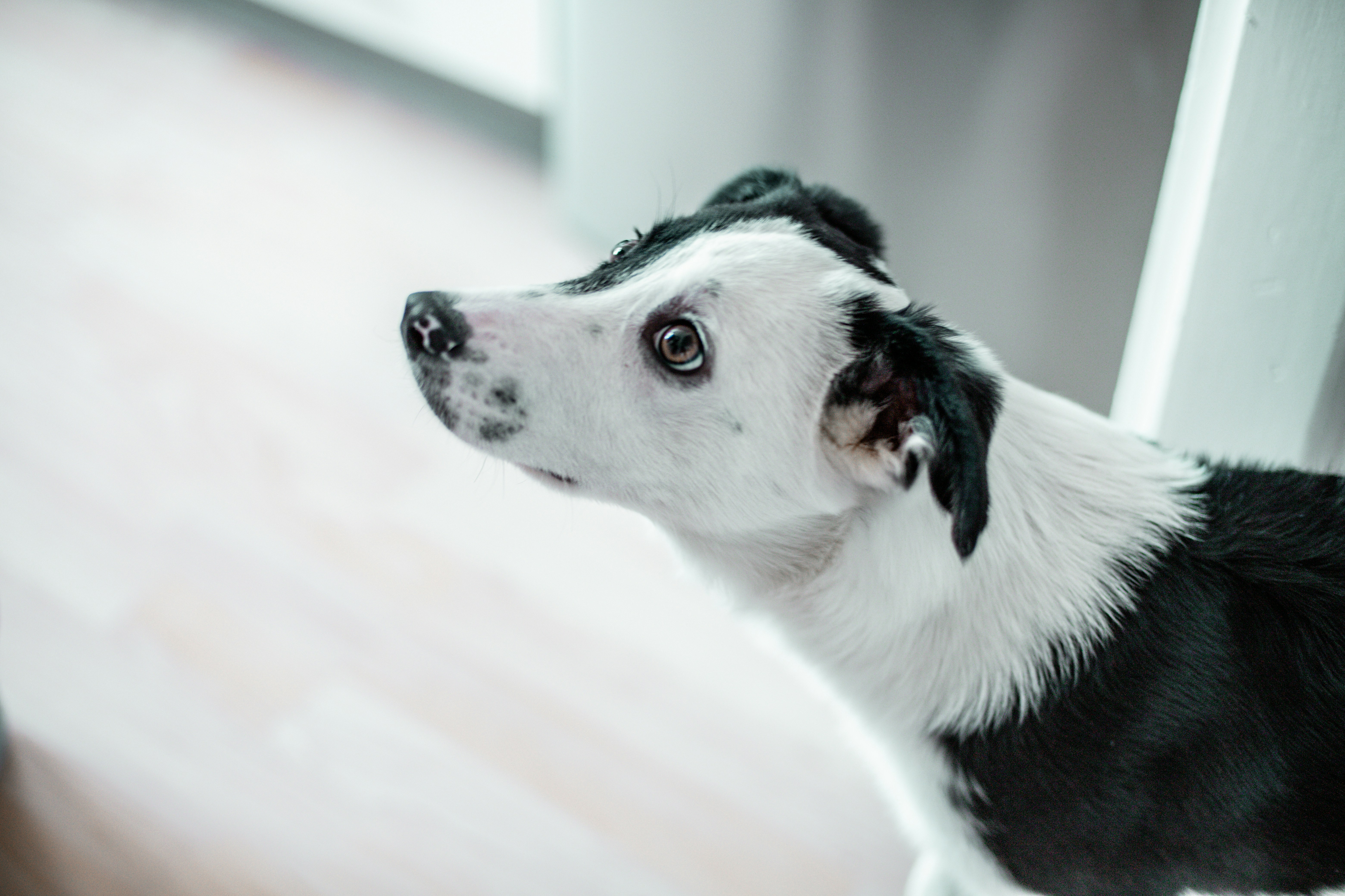 Veterinarian examining a dog with insurance paperwork