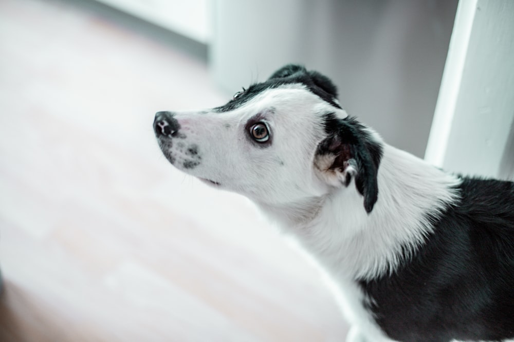 black and white short coated dog