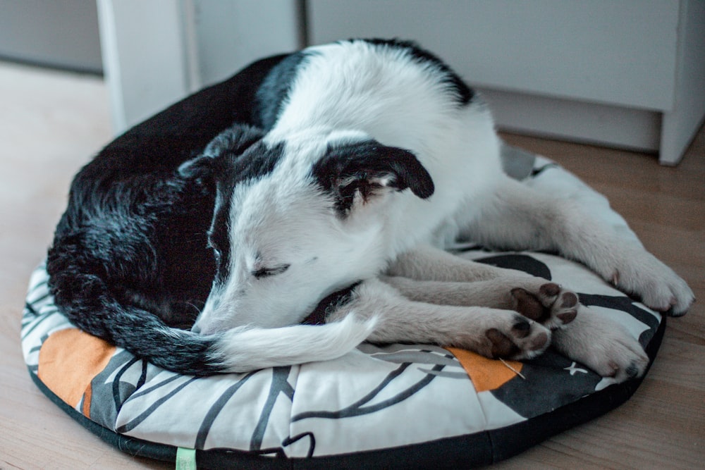 black and white short coated dog lying on white and black textile