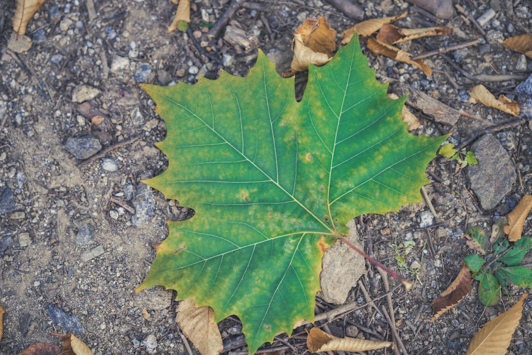green and yellow maple leaf on gray ground