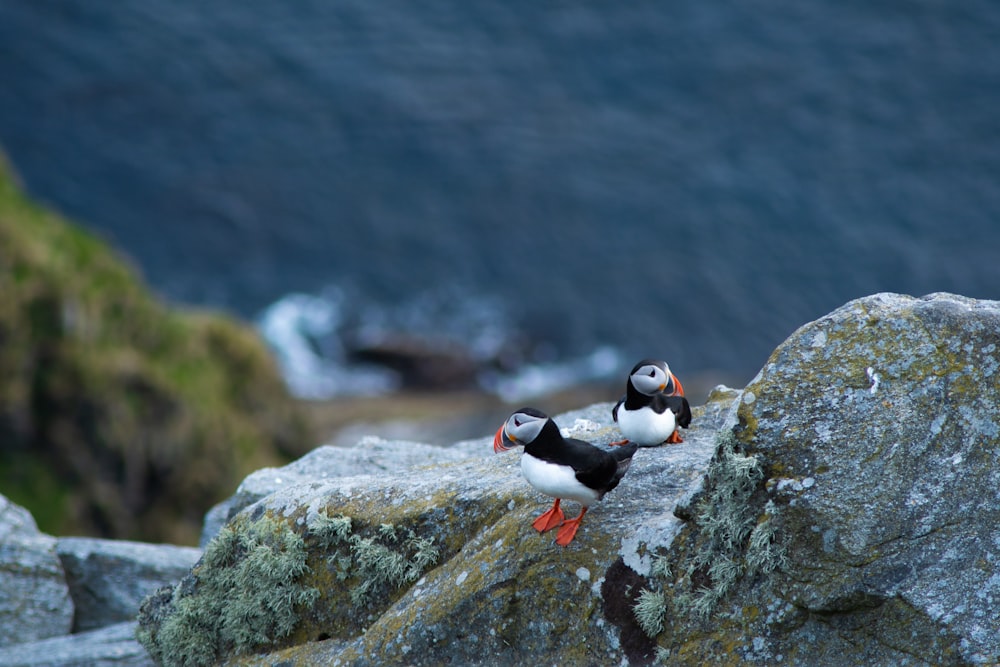 black and white bird on gray rock