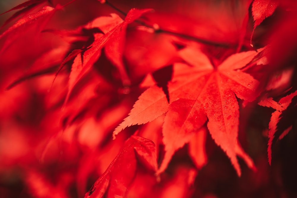 red maple leaf in close up photography