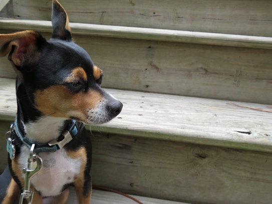 A small dog with a black and tan coat sits calmly on wooden steps, wearing a blue collar with tags and a metal leash attachment.