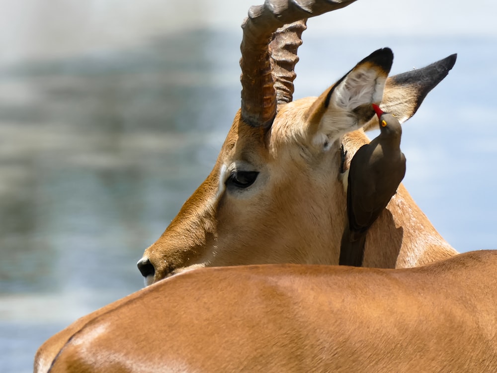 brown deer in close up photography