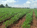 Lush green plants growing in neatly arranged rows across a large farmland with a background of trees and a partly cloudy sky.
