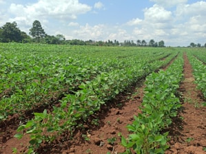 Lush vegetable garden with rows of healthy green plants under a clear blue sky.
