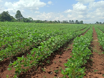 Lush green plants growing in neatly arranged rows across a large farmland with a background of trees and a partly cloudy sky.