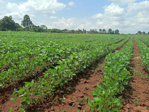 A farmer inspecting healthy green crops growing in neat rows under a clear sky.