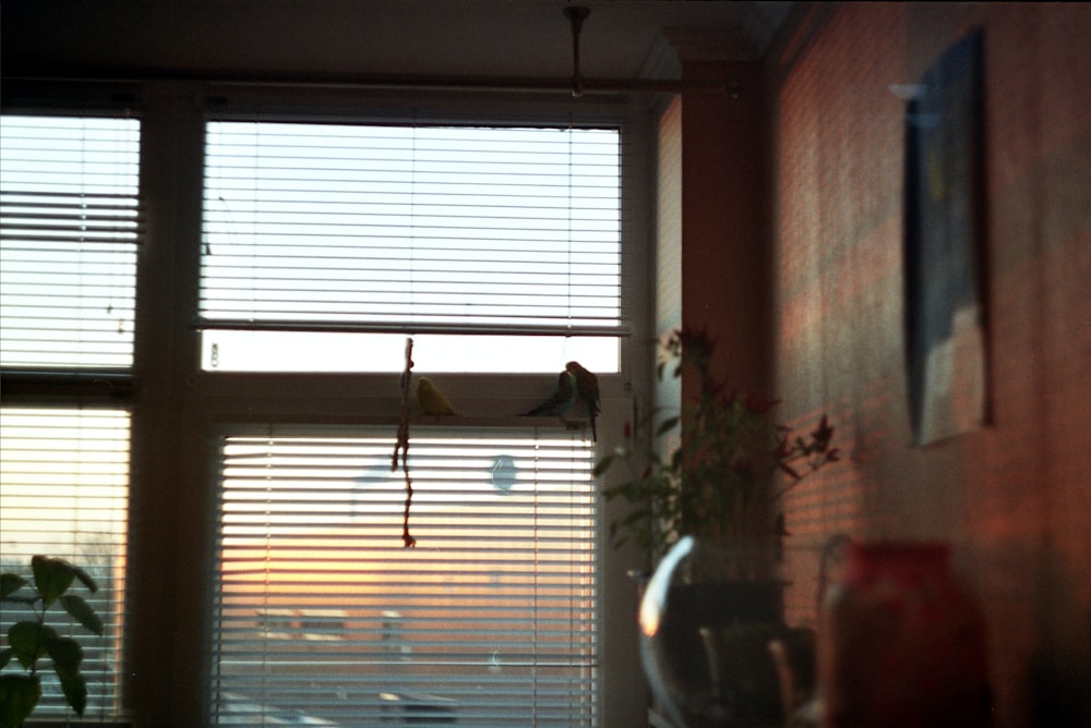 white window blinds near green potted plant