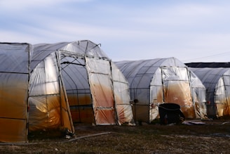 Several large, plastic-covered greenhouses are arranged in a row on a patch of grassy land. The transparent plastic film reflects light and creates a gradient of colors from orange to yellow. There are some hoses and a black container nearby, and the setting appears to be outdoors under a mostly clear sky.