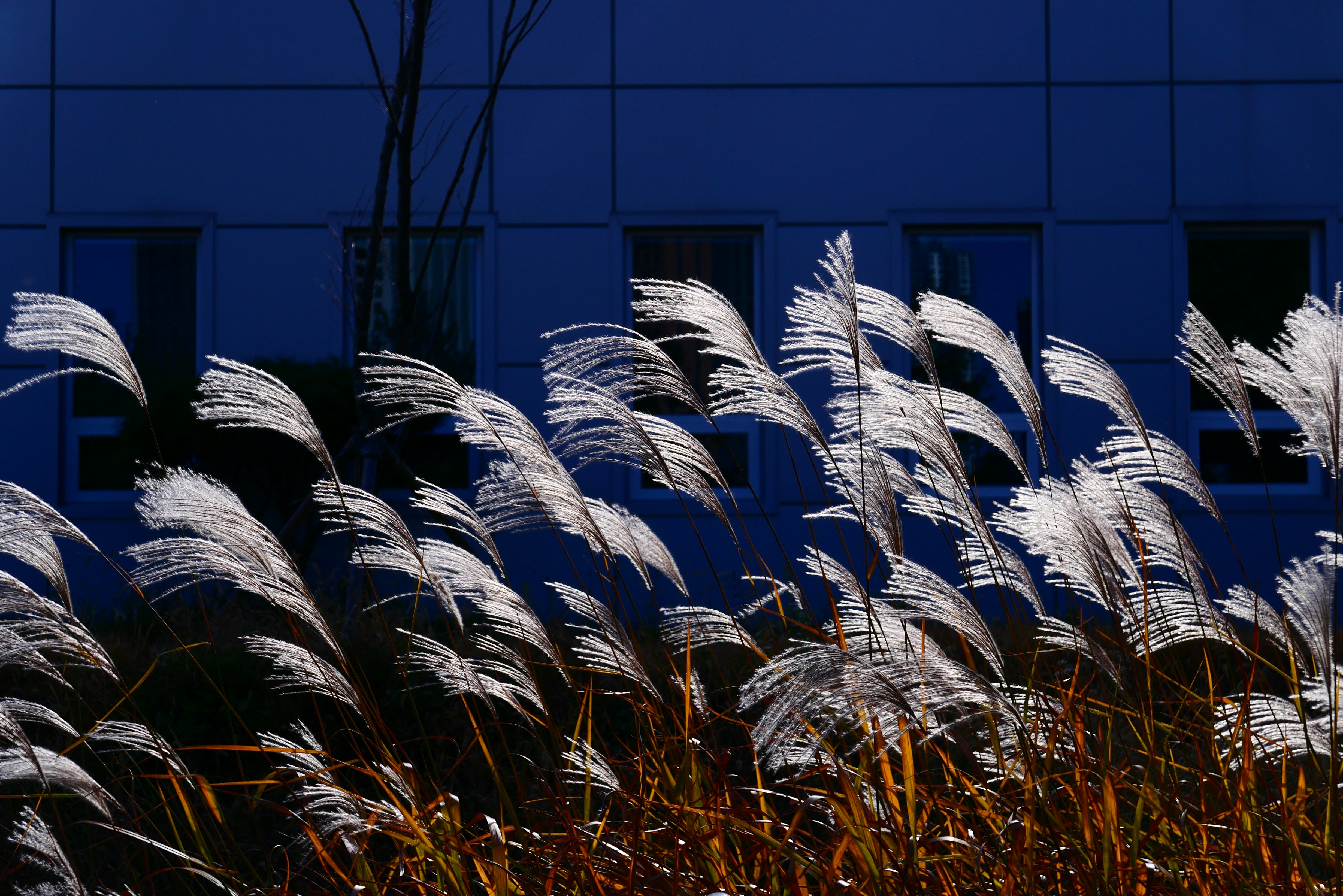 white and brown plant near blue building