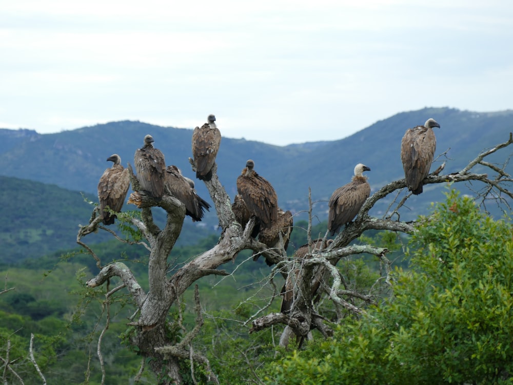 flock of birds on tree branch during daytime