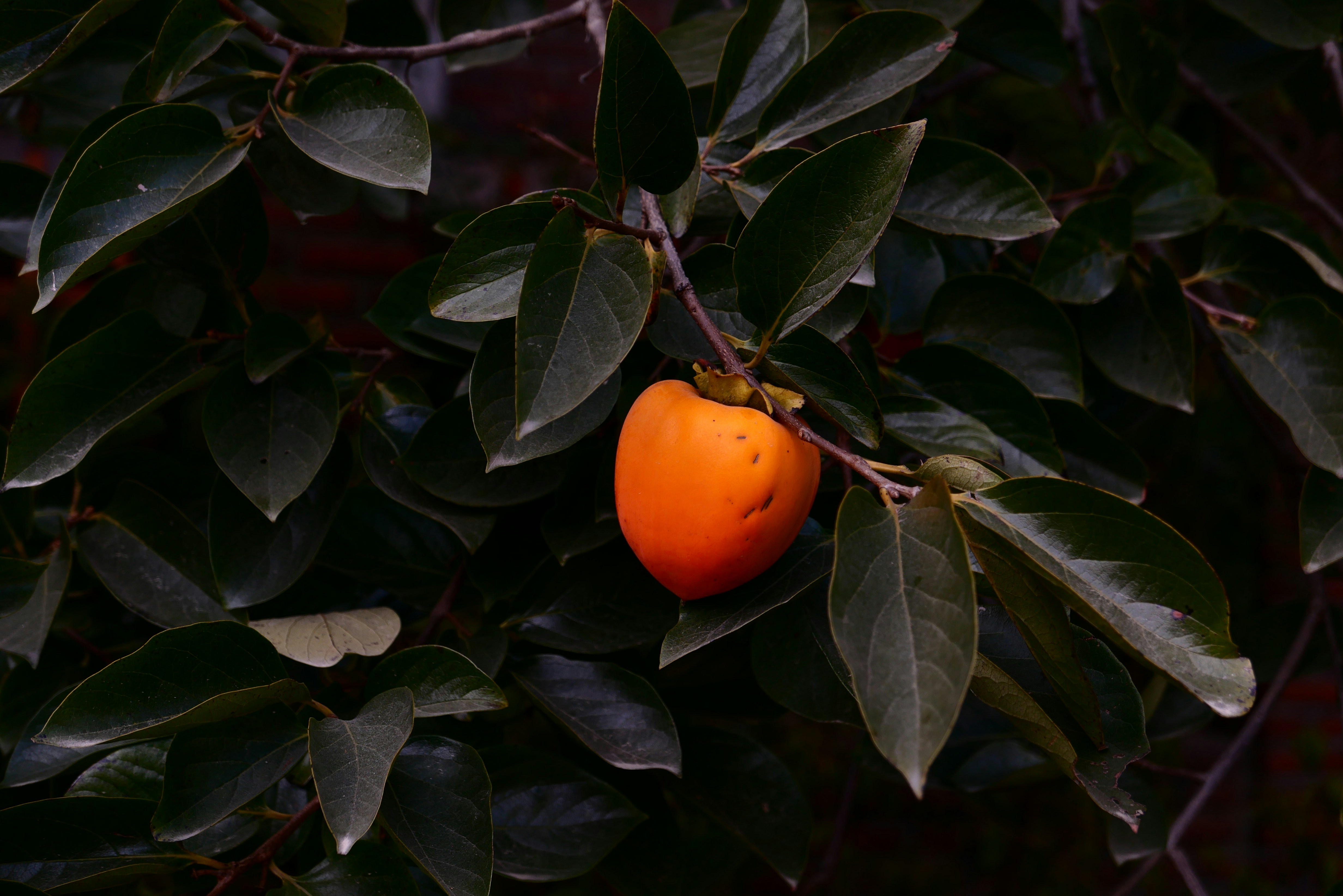 orange fruit on green leaves