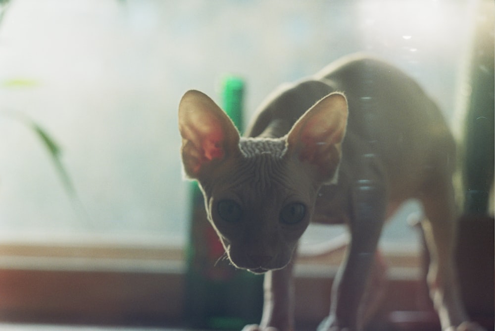 gray cat on white table