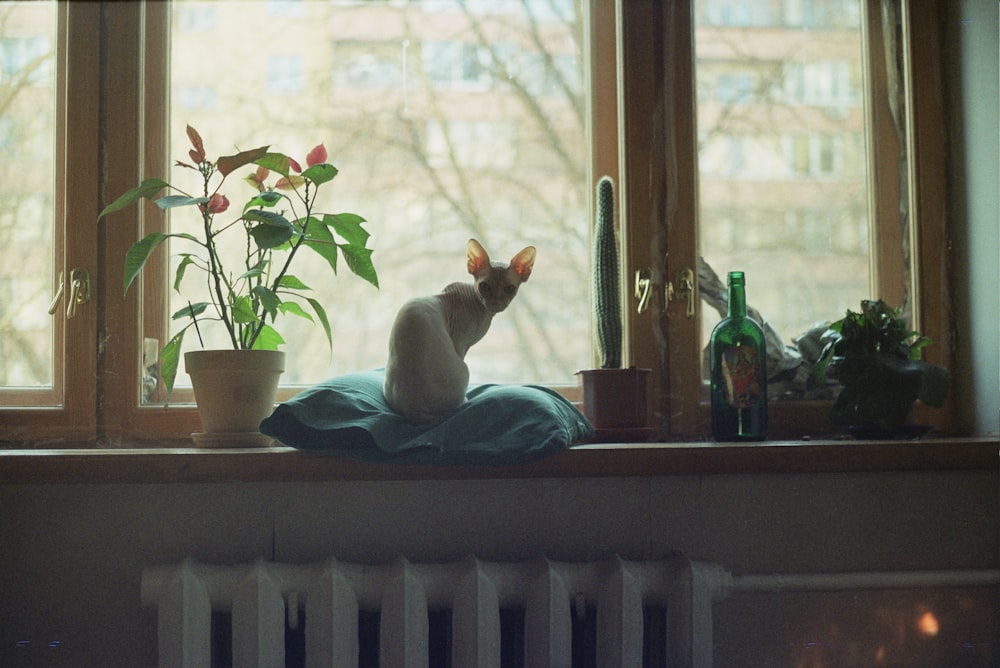 white cat figurine on window