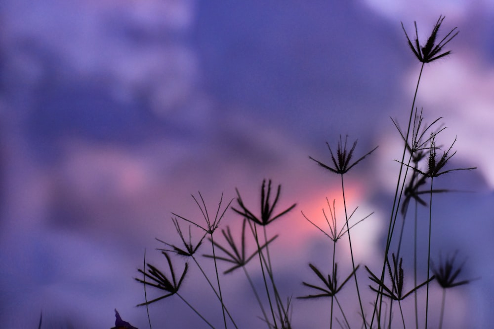 brown grass in close up photography