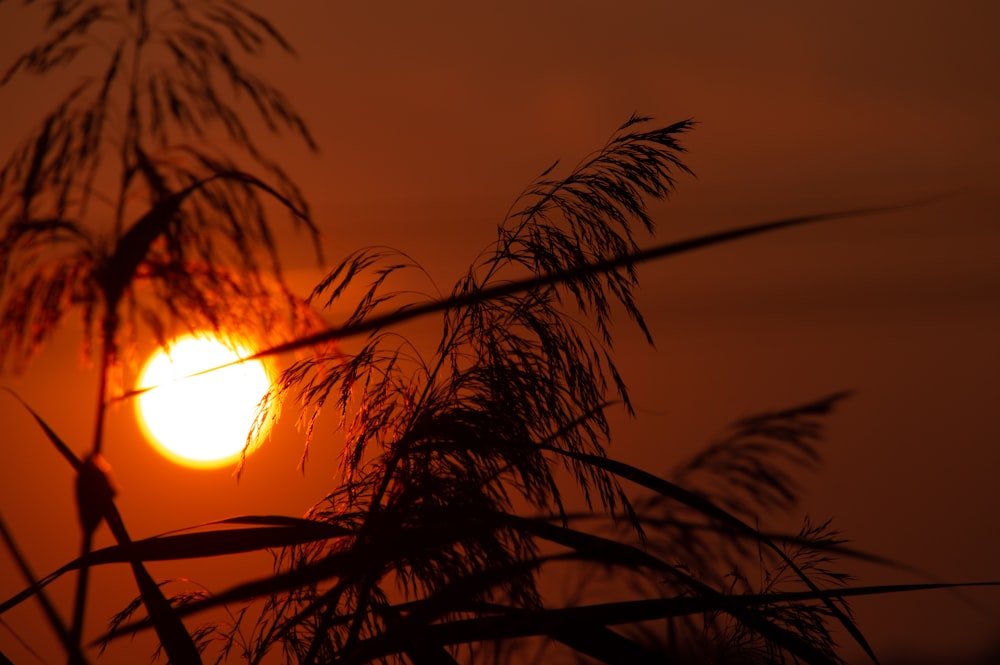 日没時のヤシの木の後ろの太陽