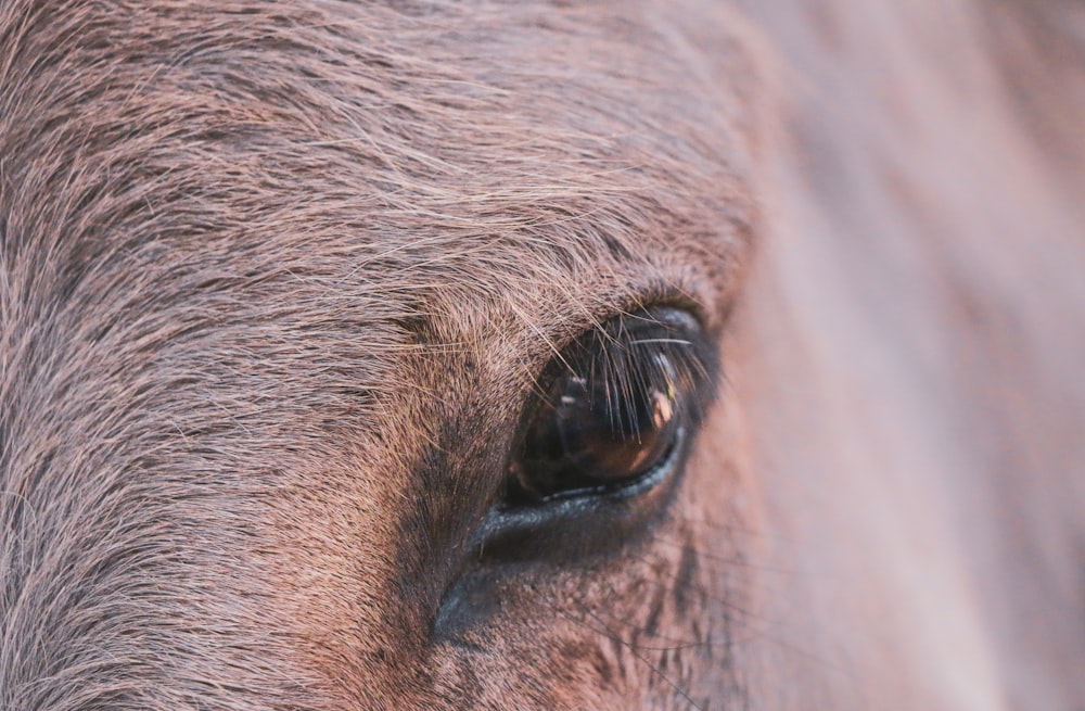 close up photo of animal eye