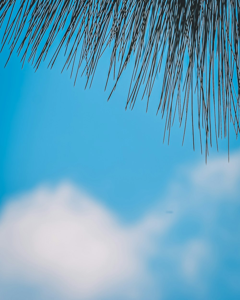 coconut tree under blue sky during daytime