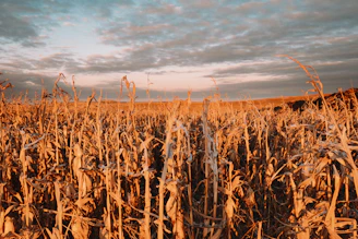A warm sunrise over a golden cornfield, symbolizing hope and new beginnings.
