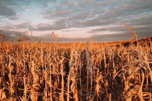 A warm sunrise over a golden cornfield, symbolizing hope and new beginnings.