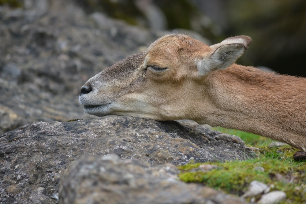 昼間、灰色の岩の上に横たわる茶色の鹿