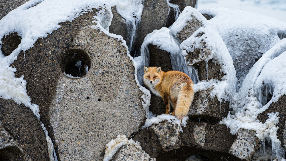 orange tabby cat lying on gray sand