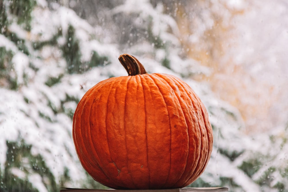 orange pumpkin on white snow covered ground