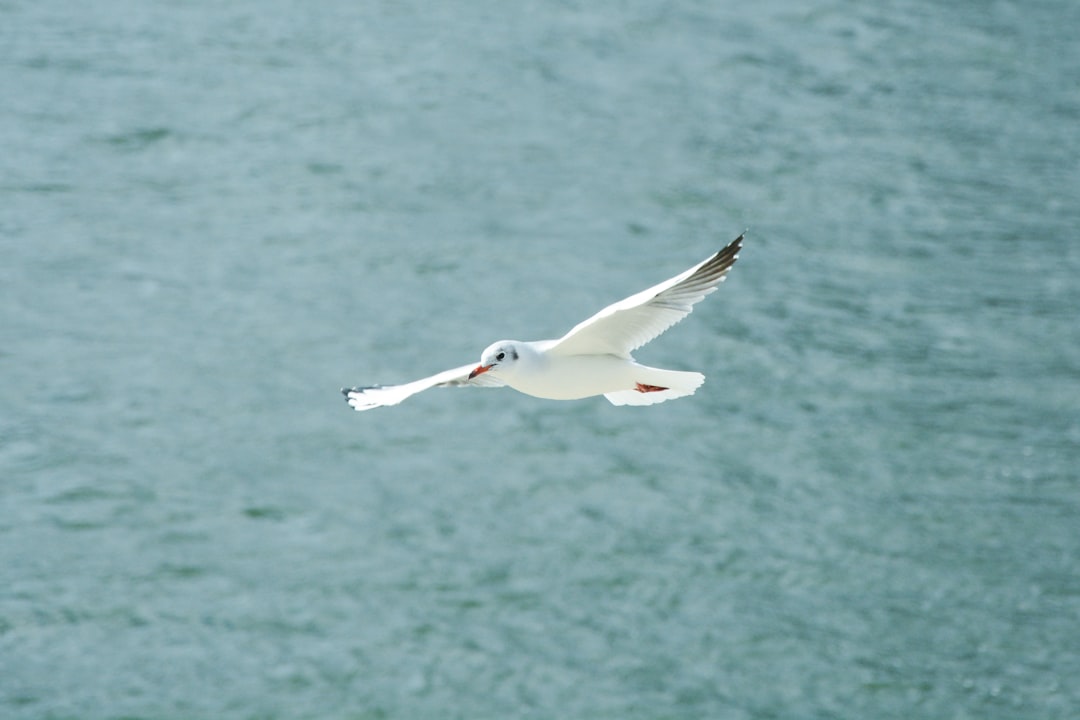 white bird flying over the sea during daytime