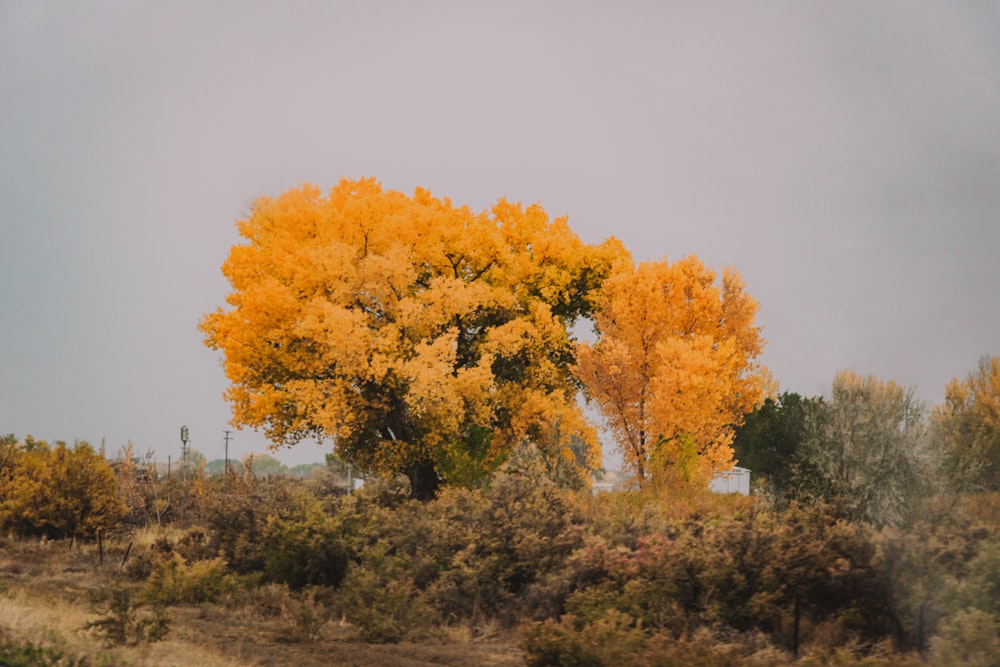 yellow and green trees under white sky during daytime