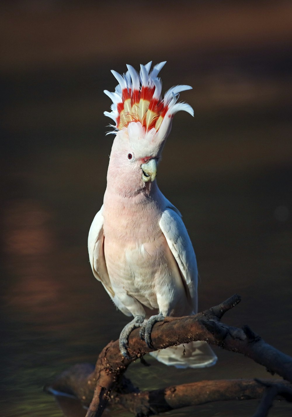 white and red bird on brown tree branch