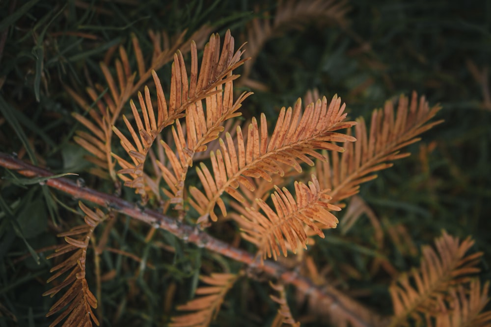 plante à feuilles brunes en photographie en gros plan