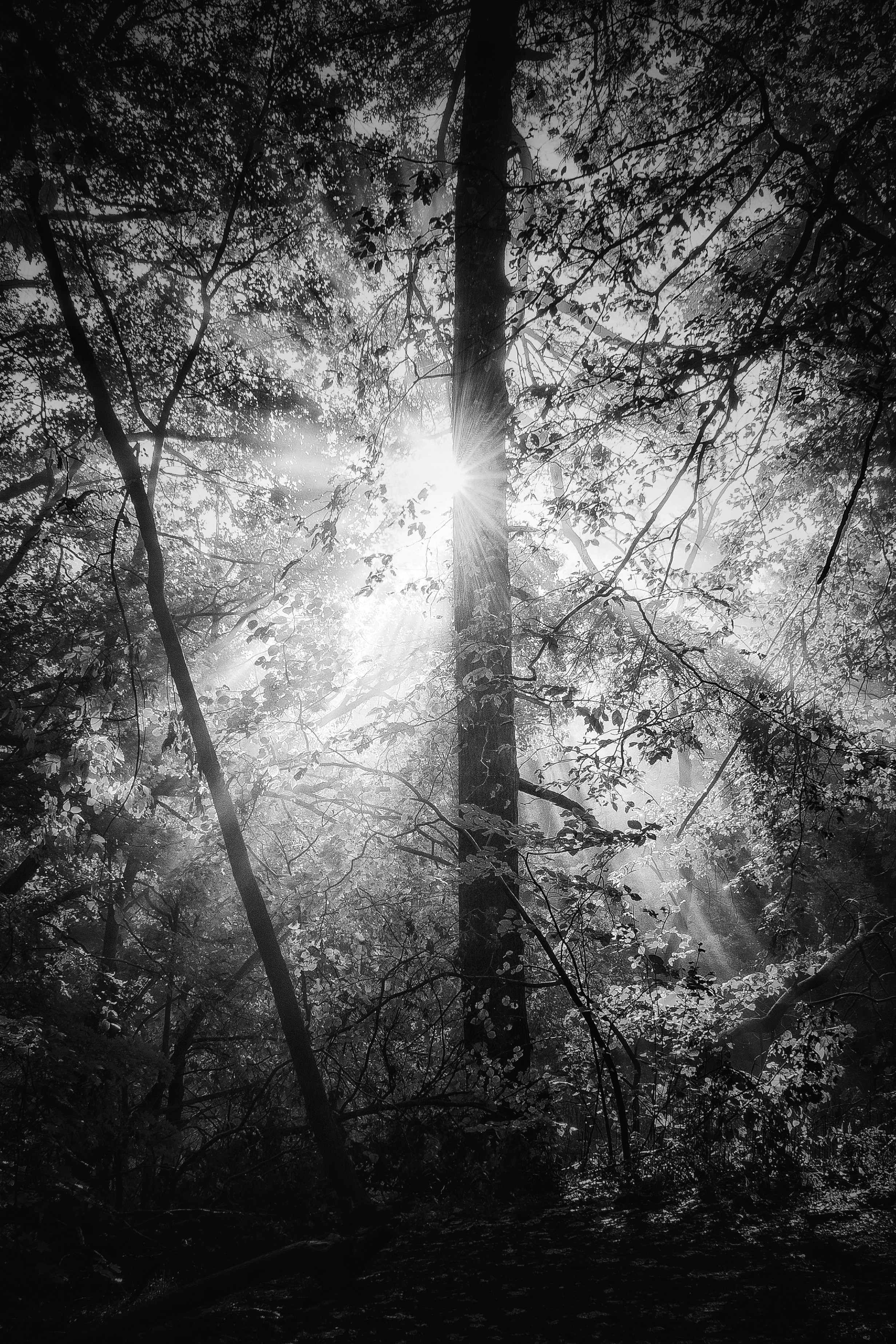 Grayscale photo of trees with sun rays photo – Free Forest Image on Unsplash, image size:3000x4500