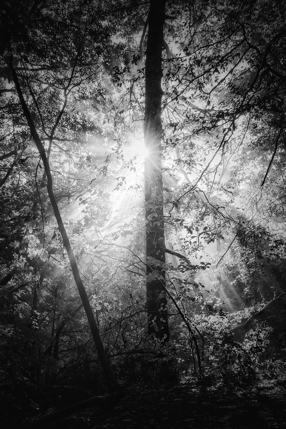 grayscale photo of trees with sun rays