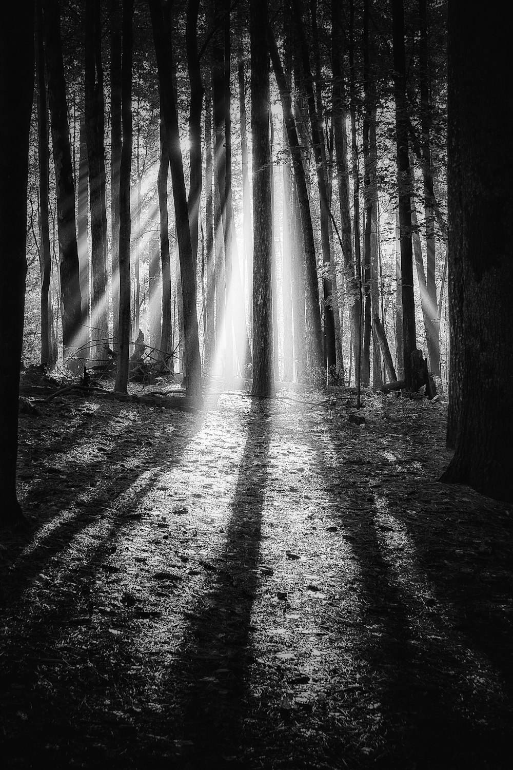 grayscale photo of trees in forest