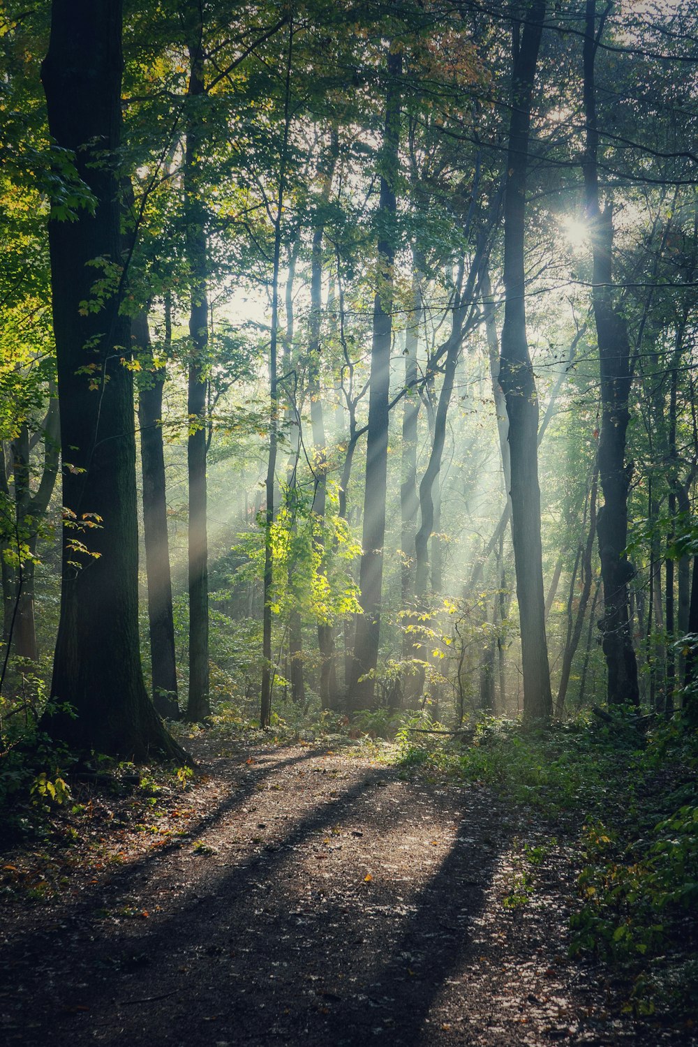 green trees on forest during daytime