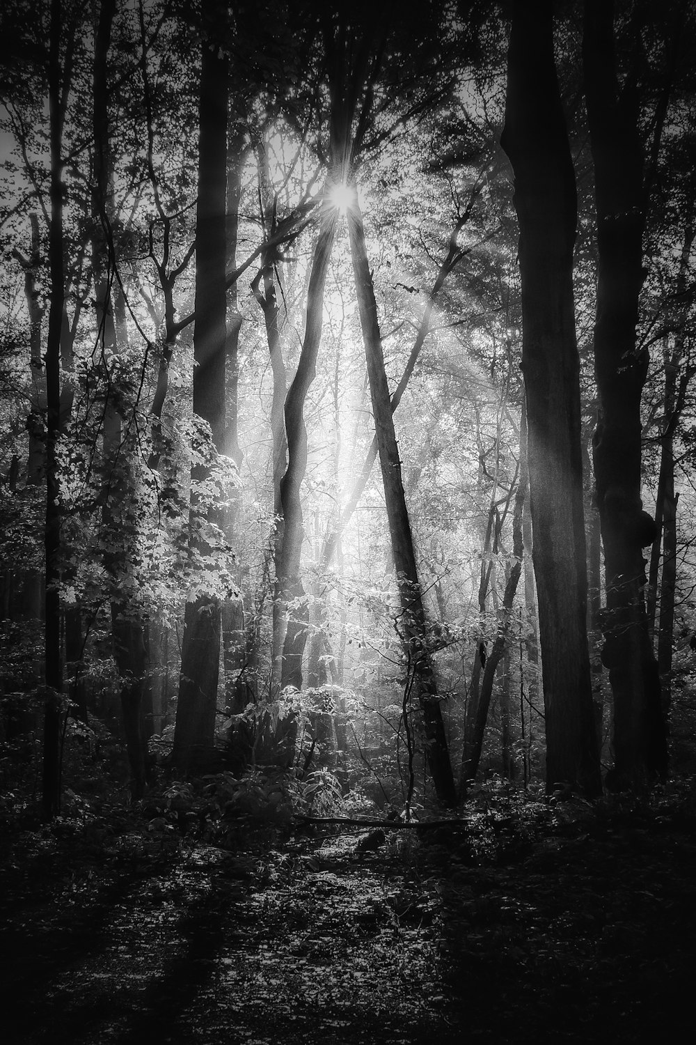 grayscale photo of trees in forest