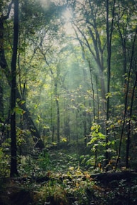 green trees in forest during daytime