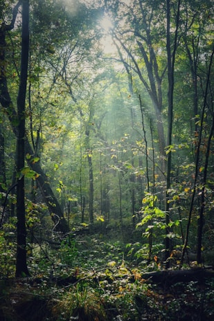 green trees in forest during daytime