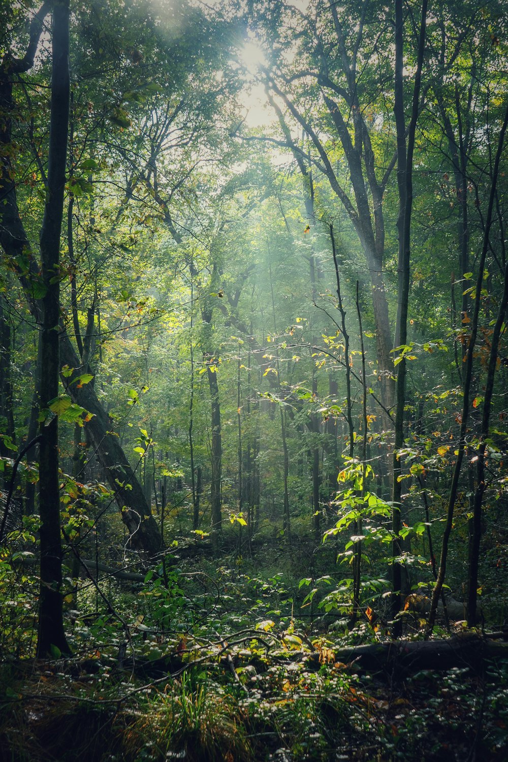 árvores verdes na floresta durante o dia