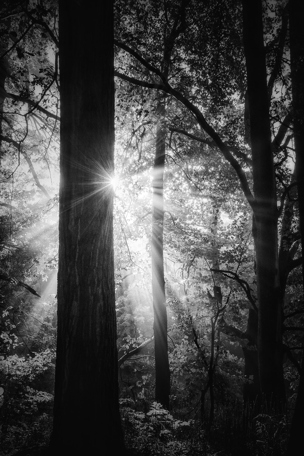 foto em tons de cinza de árvores na floresta