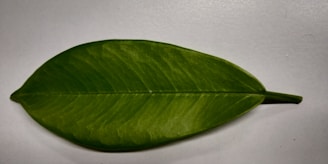 A vibrant green leaf resting on a digital tablet displaying a bank statement.