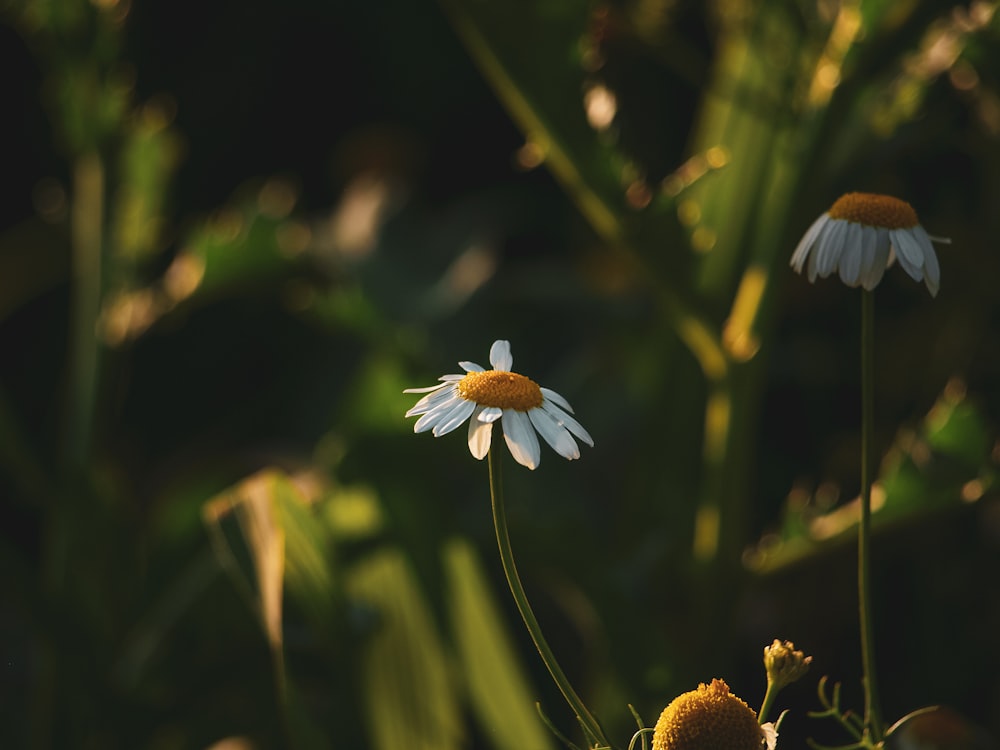 white and blue flower in tilt shift lens