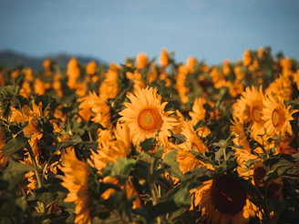 A group of smiling volunteers planting sunflowers in a bright, sunny field.