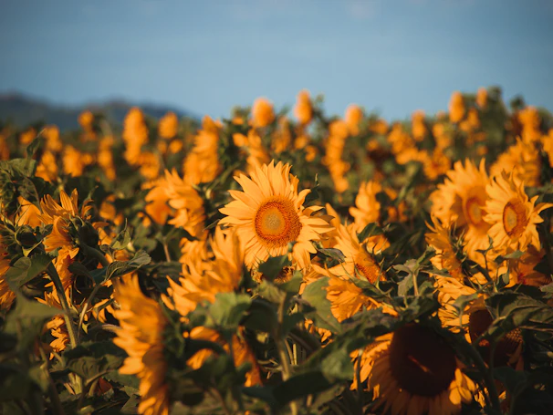 A vibrant field of sunflowers stretching toward the blue sky at sunrise.