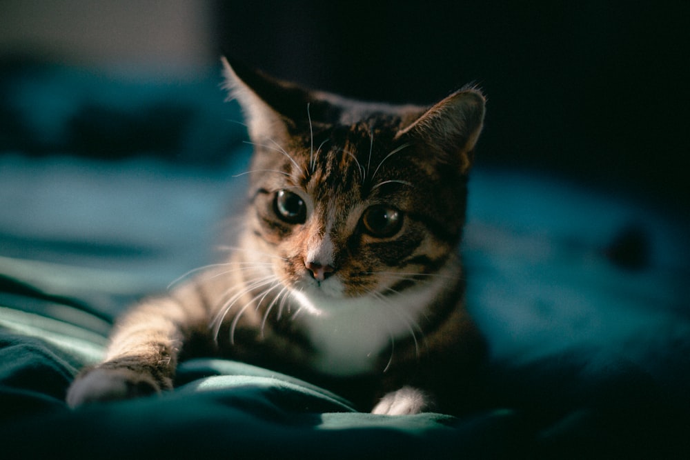 青い布地に横たわる茶色のぶち猫